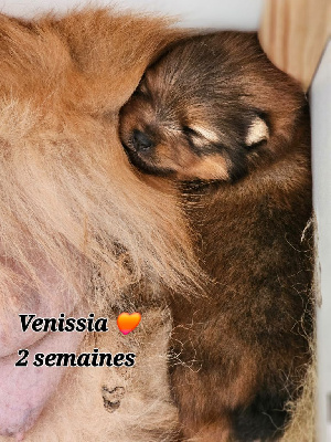 Venissia 