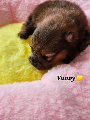 Vanny