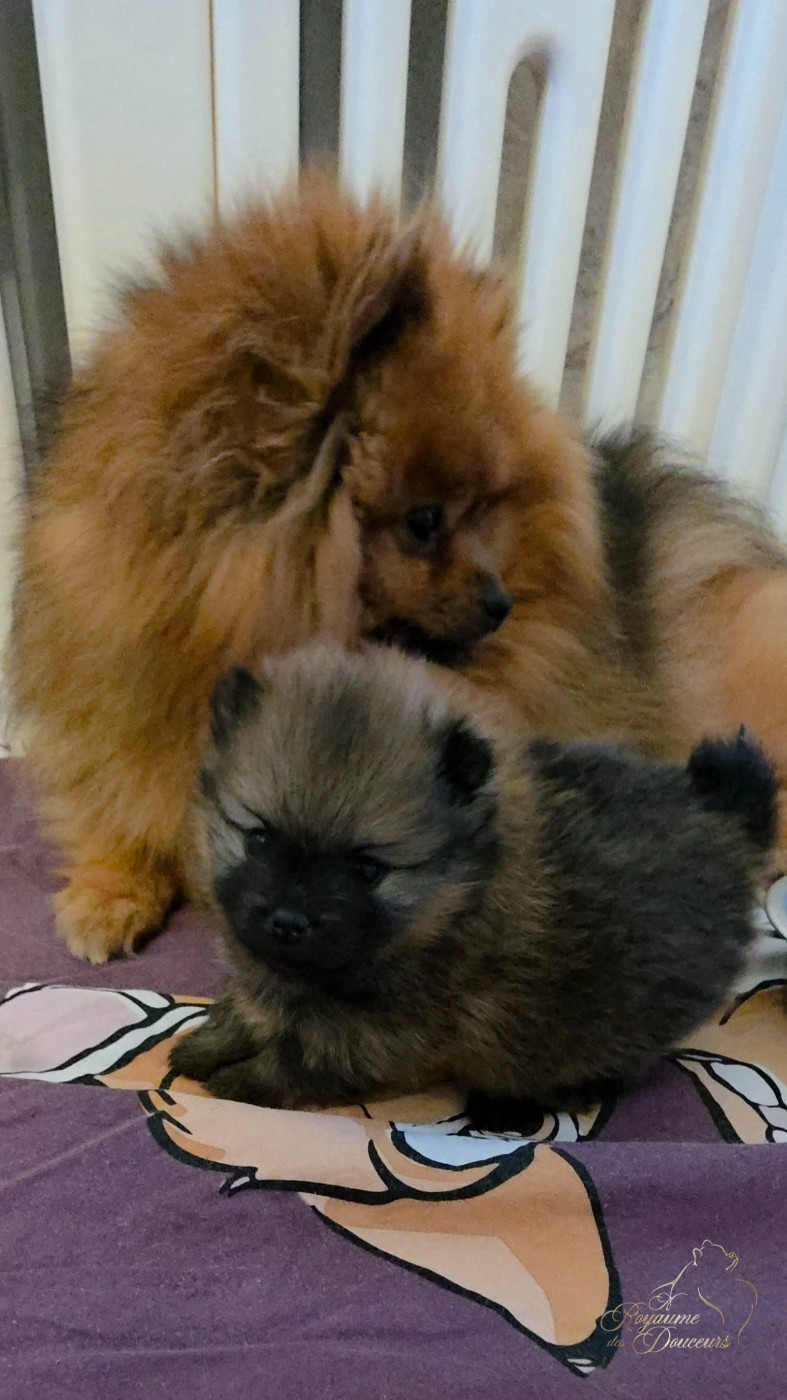 CHIOT DISPONIBLE