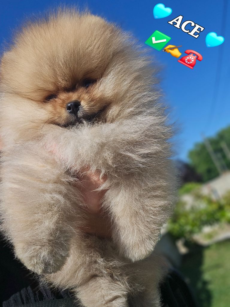au Royaume des Douceurs - Chiots disponibles - Spitz allemand