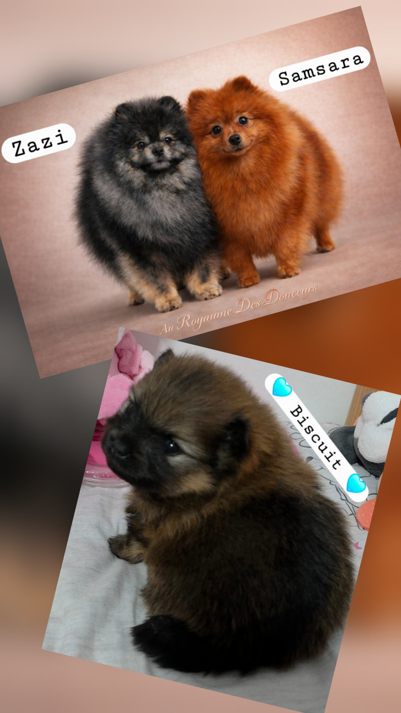 Chiot Spitz allemand au Royaume des Douceurs