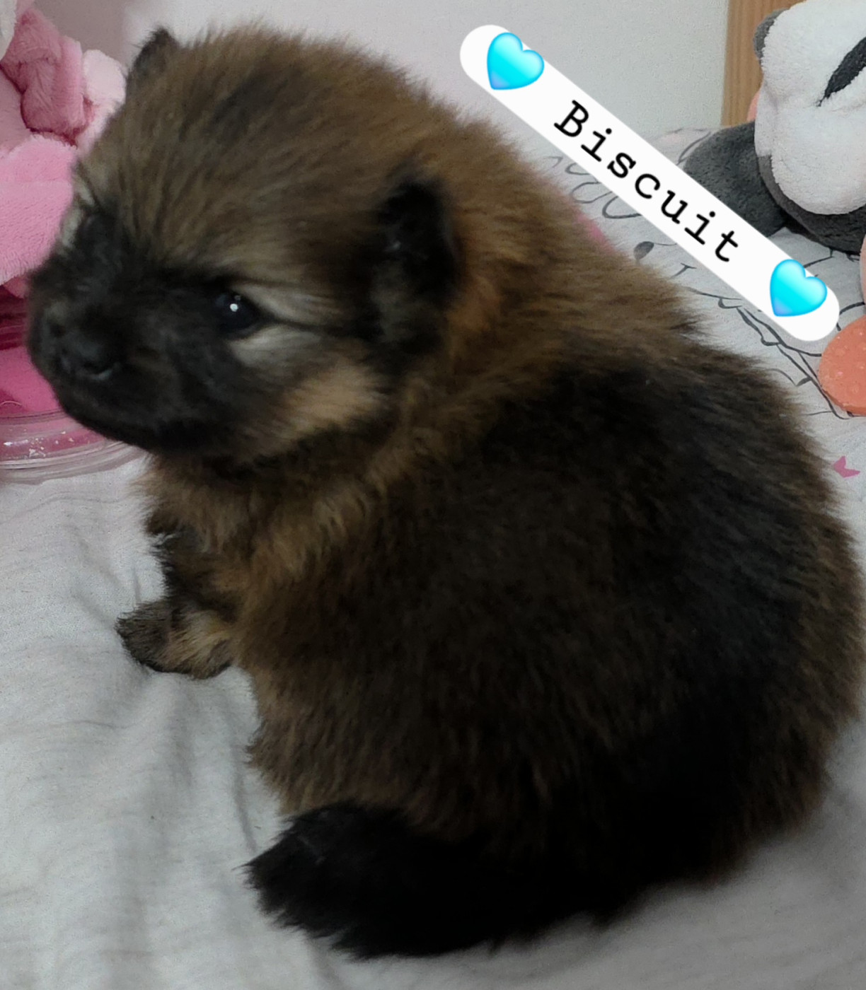 au Royaume des Douceurs - Chiots disponibles - Spitz allemand