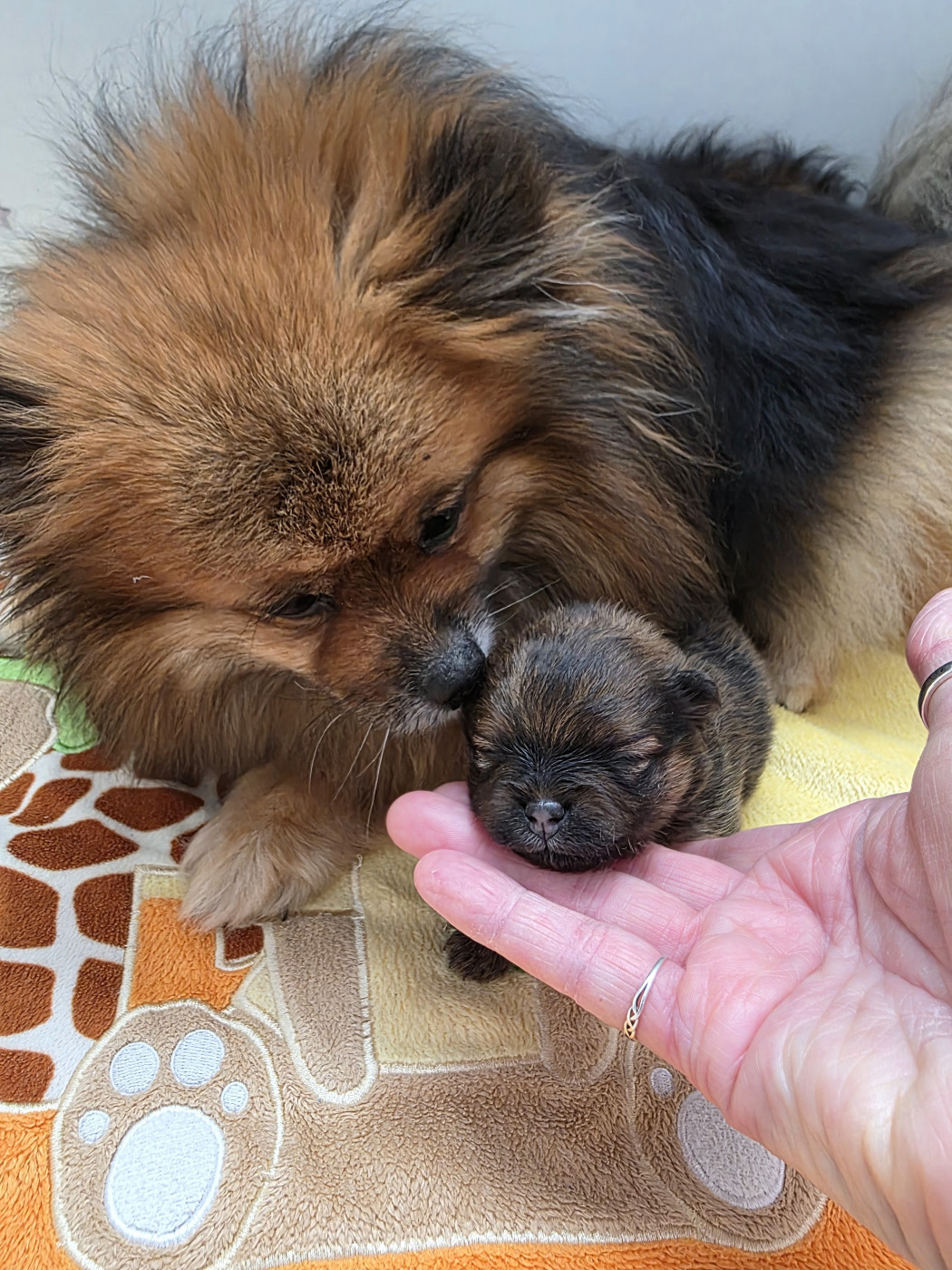 Chiot Spitz allemand au Royaume des Douceurs
