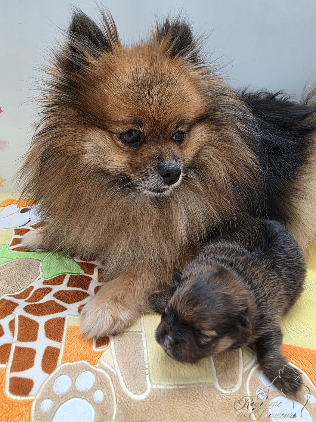 au Royaume des Douceurs - Chiots disponibles - Spitz allemand
