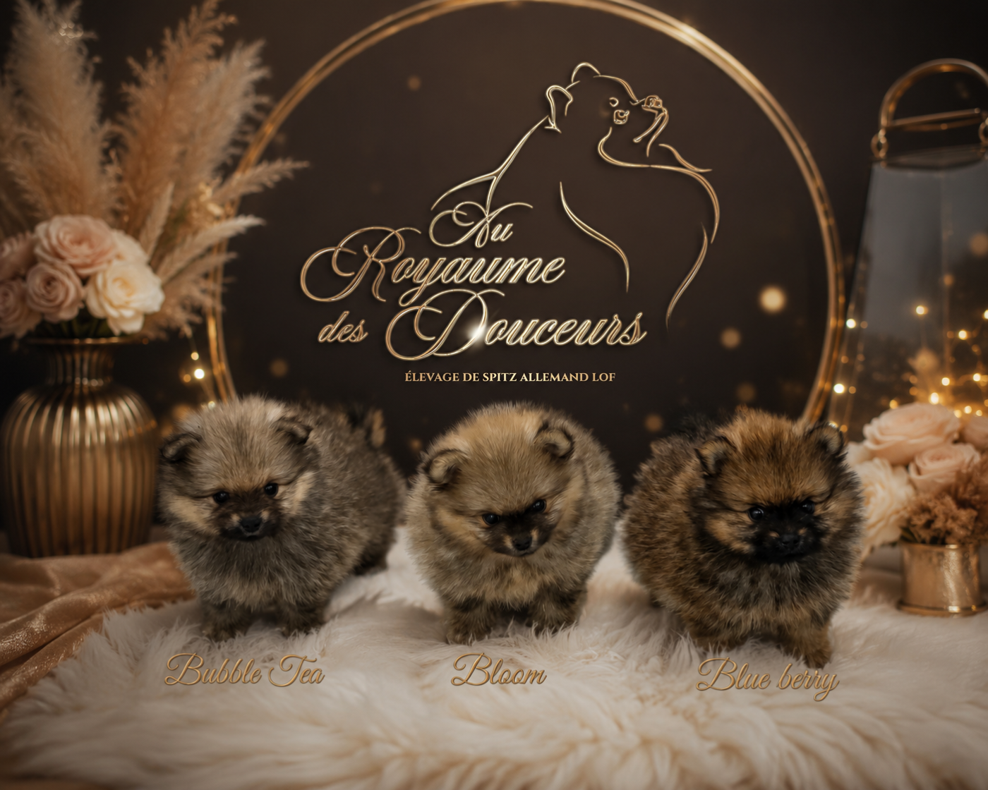 Chiot Spitz allemand au Royaume des Douceurs