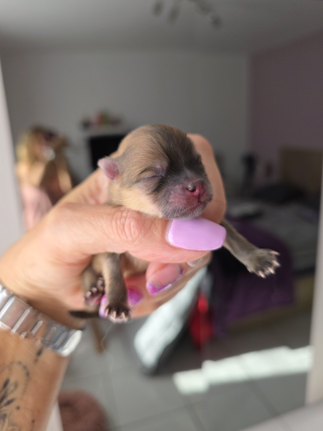 au Royaume des Douceurs - Chiots disponibles - Spitz allemand