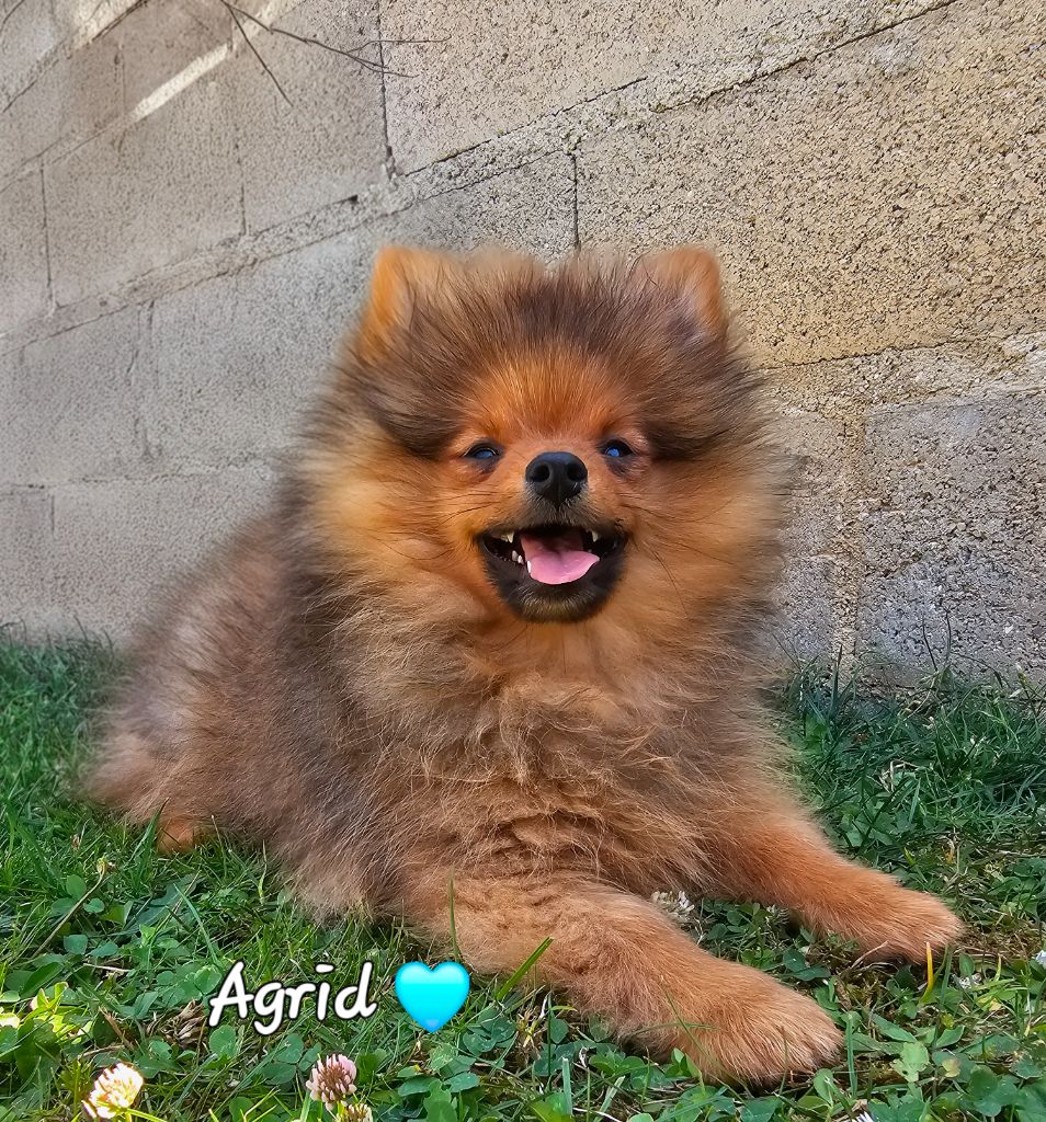 au Royaume des Douceurs - Chiots disponibles - Spitz allemand