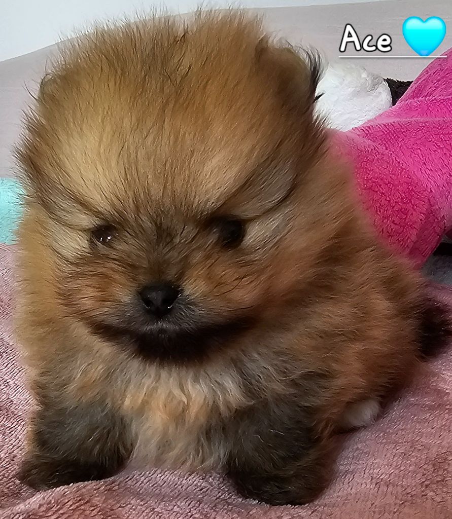 au Royaume des Douceurs - Chiots disponibles - Spitz allemand