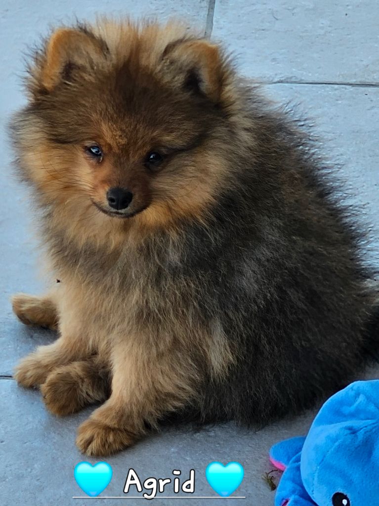 au Royaume des Douceurs - Chiots disponibles - Spitz allemand