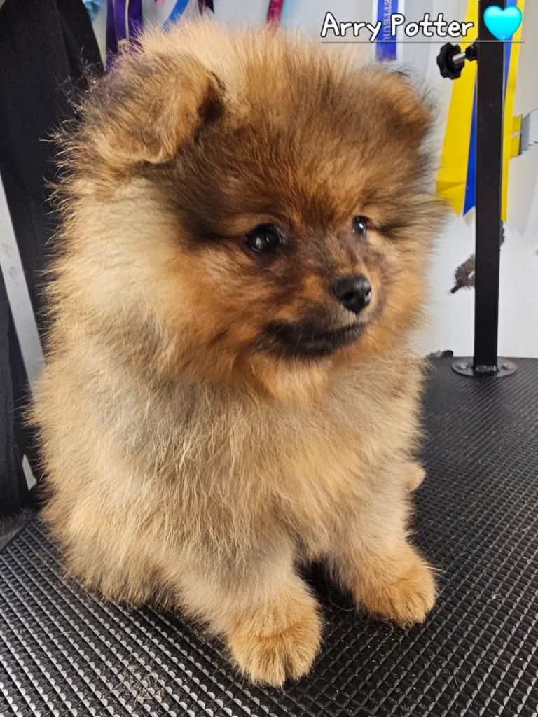 au Royaume des Douceurs - Chiots disponibles - Spitz allemand
