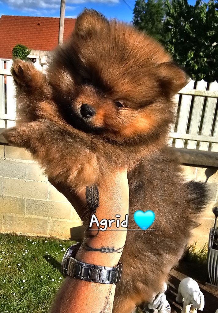 au Royaume des Douceurs - Chiots disponibles - Spitz allemand