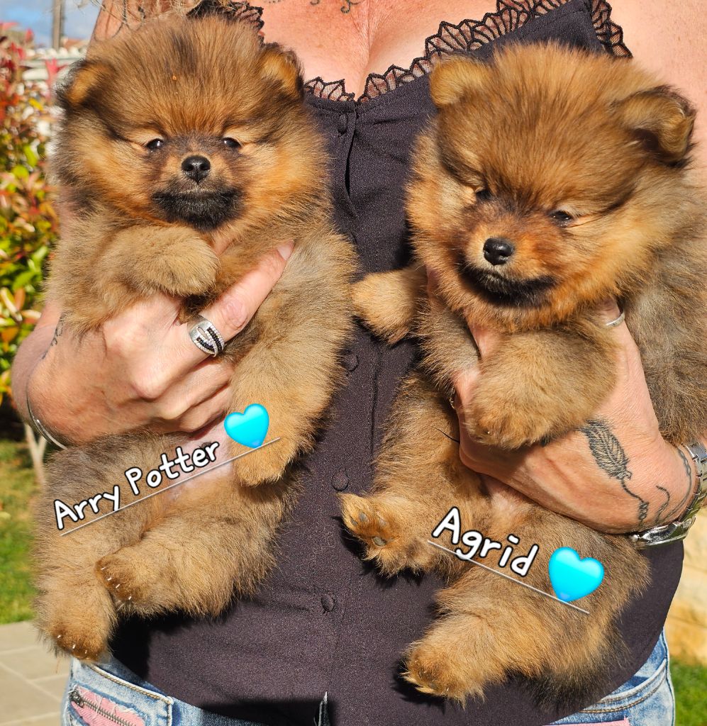Chiot Spitz allemand au Royaume des Douceurs