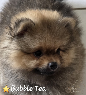 Bubble Tea