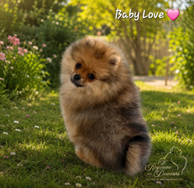 Baby Love