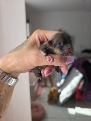 Chiot N°1