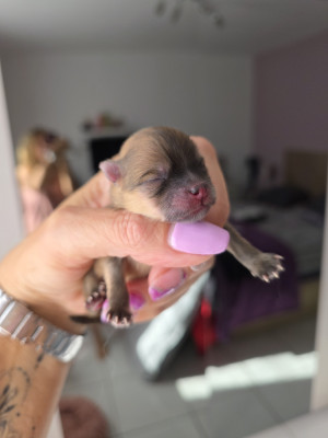 Chiot N°2