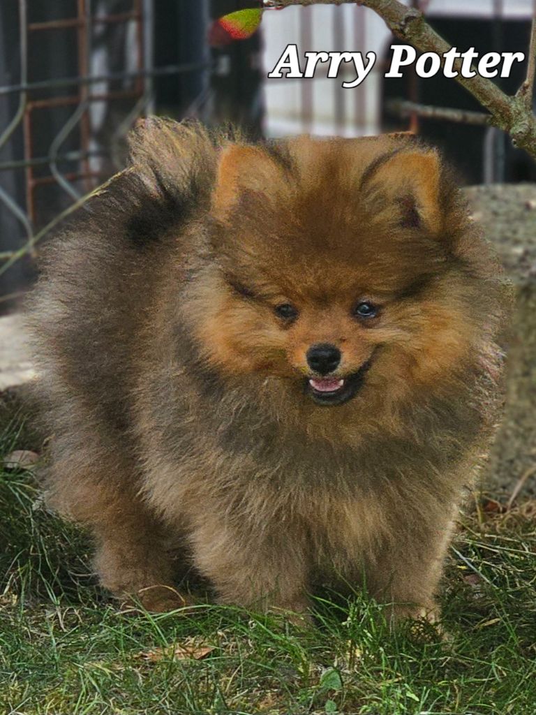 au Royaume des Douceurs - Chiots disponibles - Spitz allemand