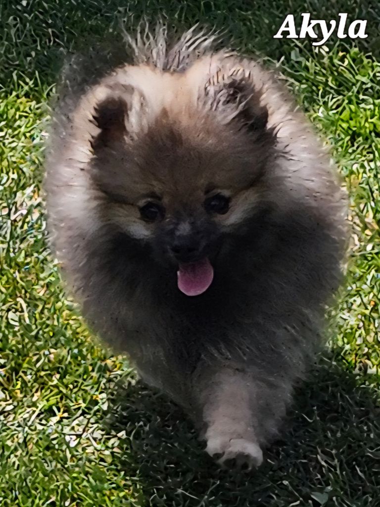 au Royaume des Douceurs - Chiots disponibles - Spitz allemand